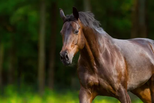 客服与支持形象展示